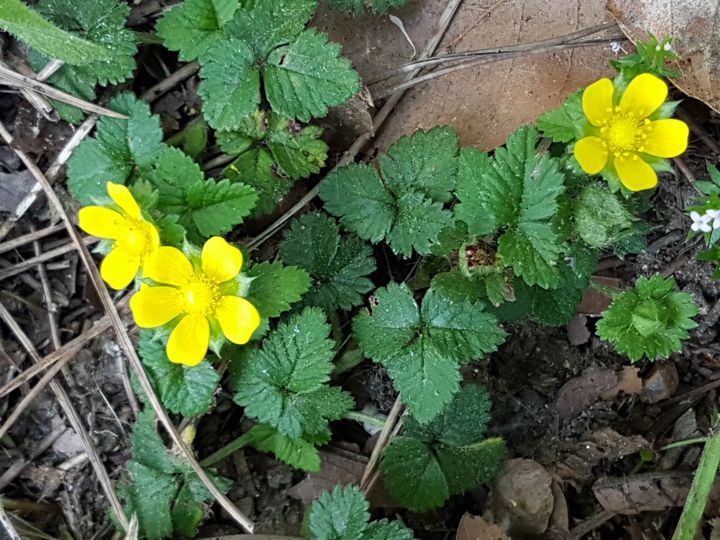 Fragola matta ? S,  Potentilla (=Duchesnea) indica e Potentilla reptans